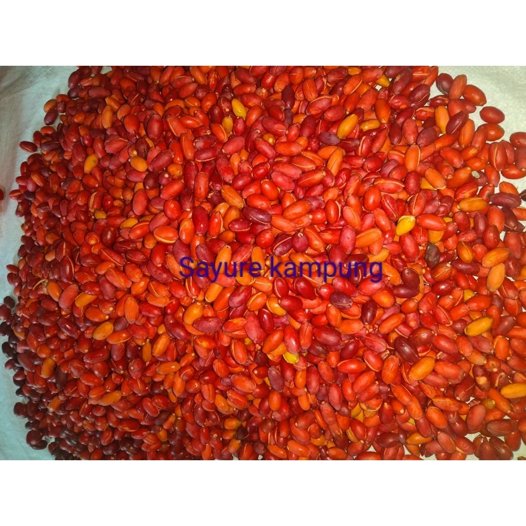 

Kulit Tangkil Melinjo