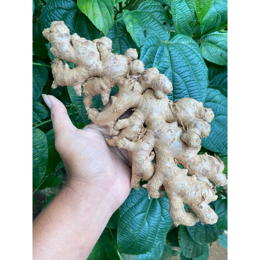 

jahe gajah / jahe besar dijamin segar