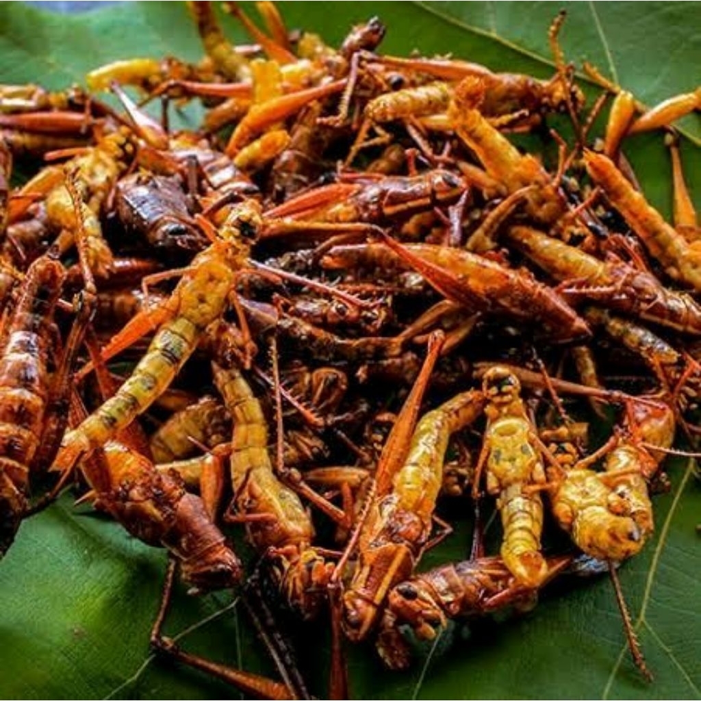 

Belalang Goreng Besar Rasa Pedas Manis Cemilan Unik Ekstrim 1 kg