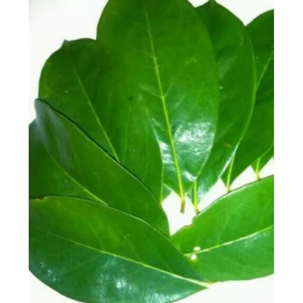 

daun sirsak segar 100 lembar