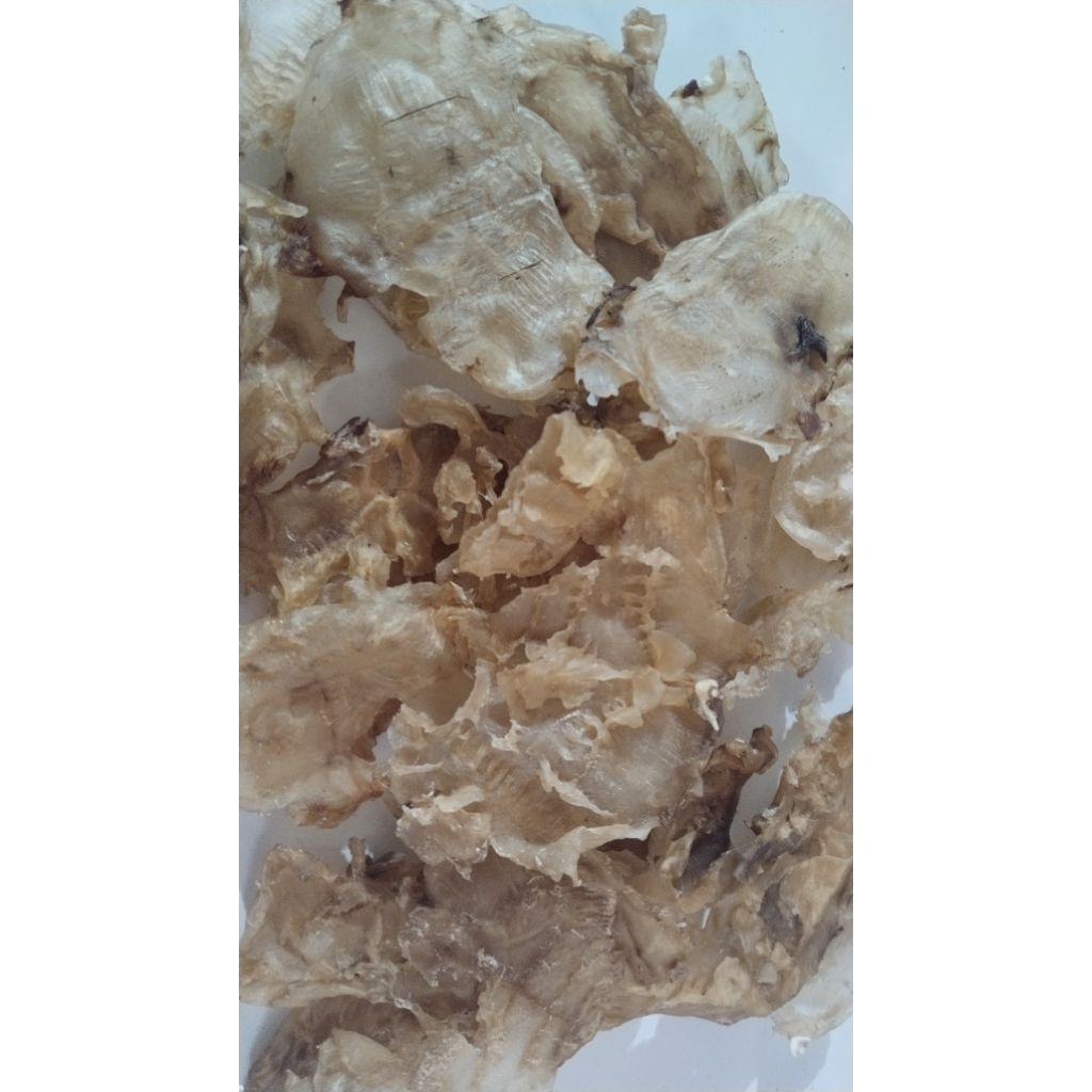 

GELEMBUNG IKAN MANYUNG / FISH MAW