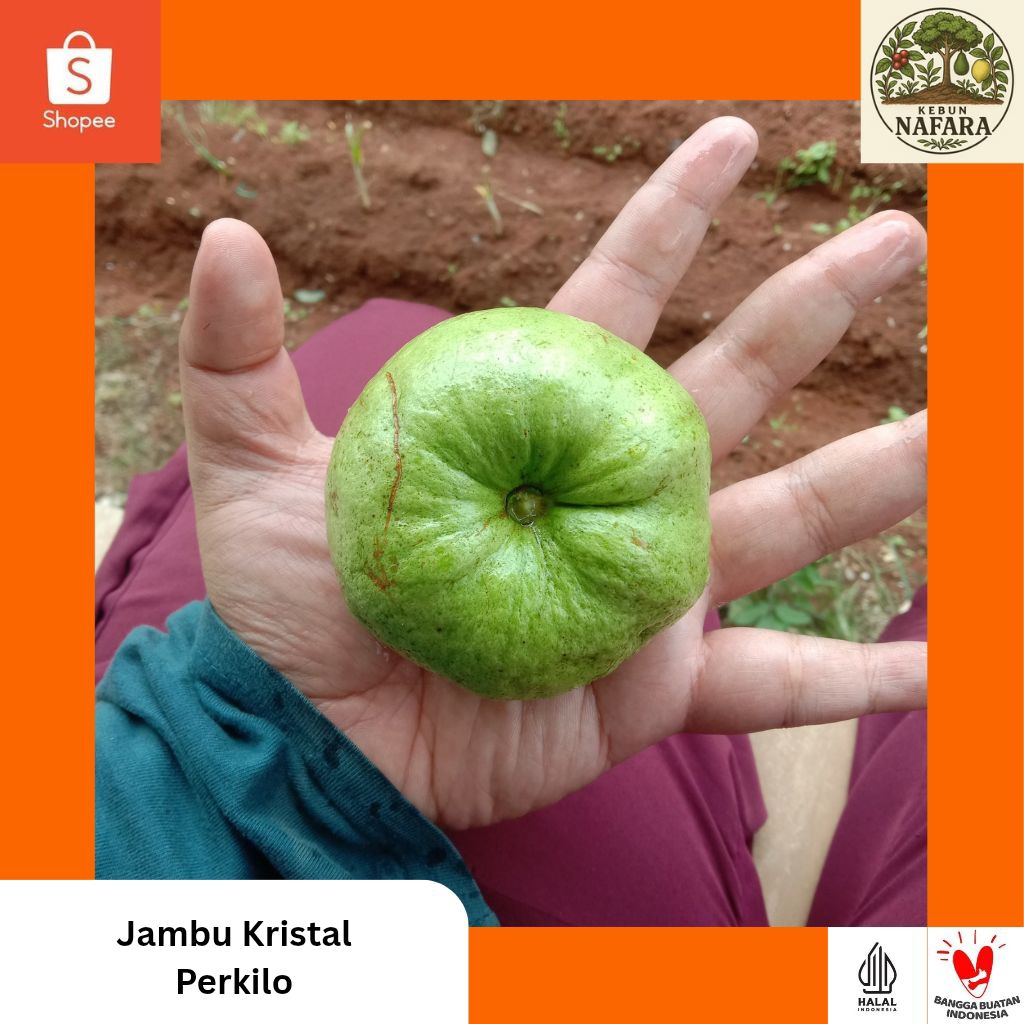 

Jambu Kristal (Perkilo)