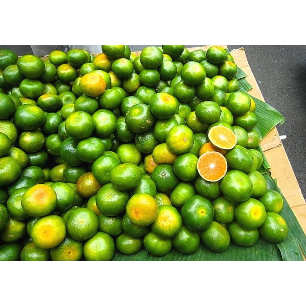 

jeruk peras segar 1kg