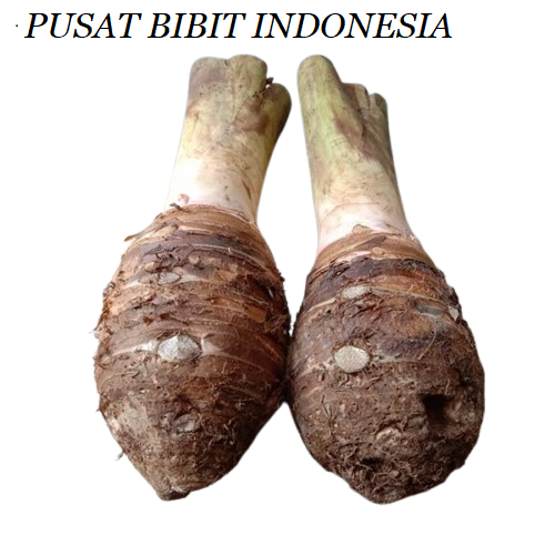 

UMBI TALAS BOGOR 1 KG FRES AMBIL KEBUN SAAT ORDER MASUK