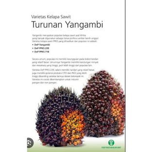 bibit kecambah sawit Keunggulan Varietas PPKS DXP Yangambi