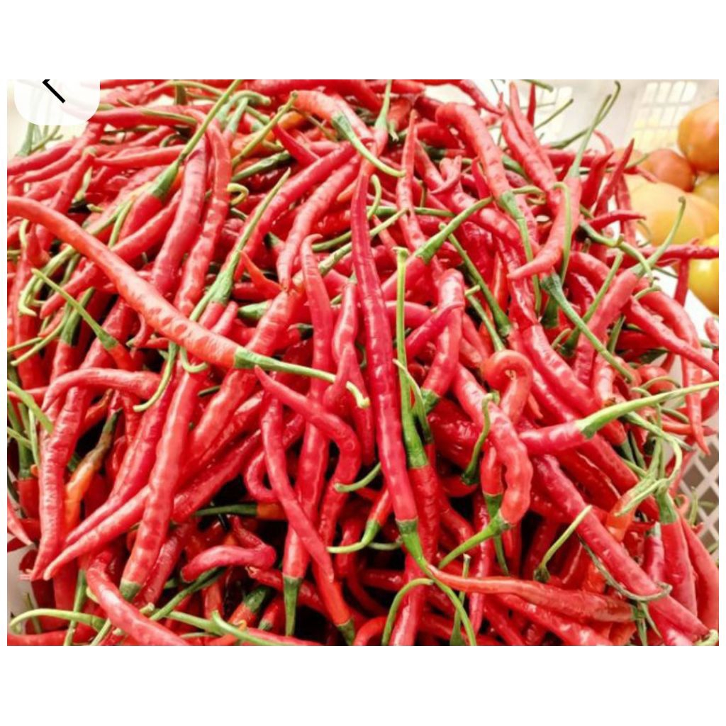 

Cabe merah kriting 500gram