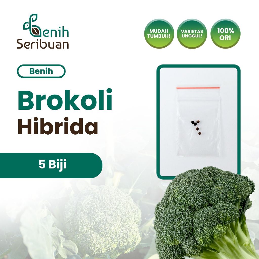 Benih Seribuan - 5 Benih Sayuran Brokoli Hijau F1 Hibrida