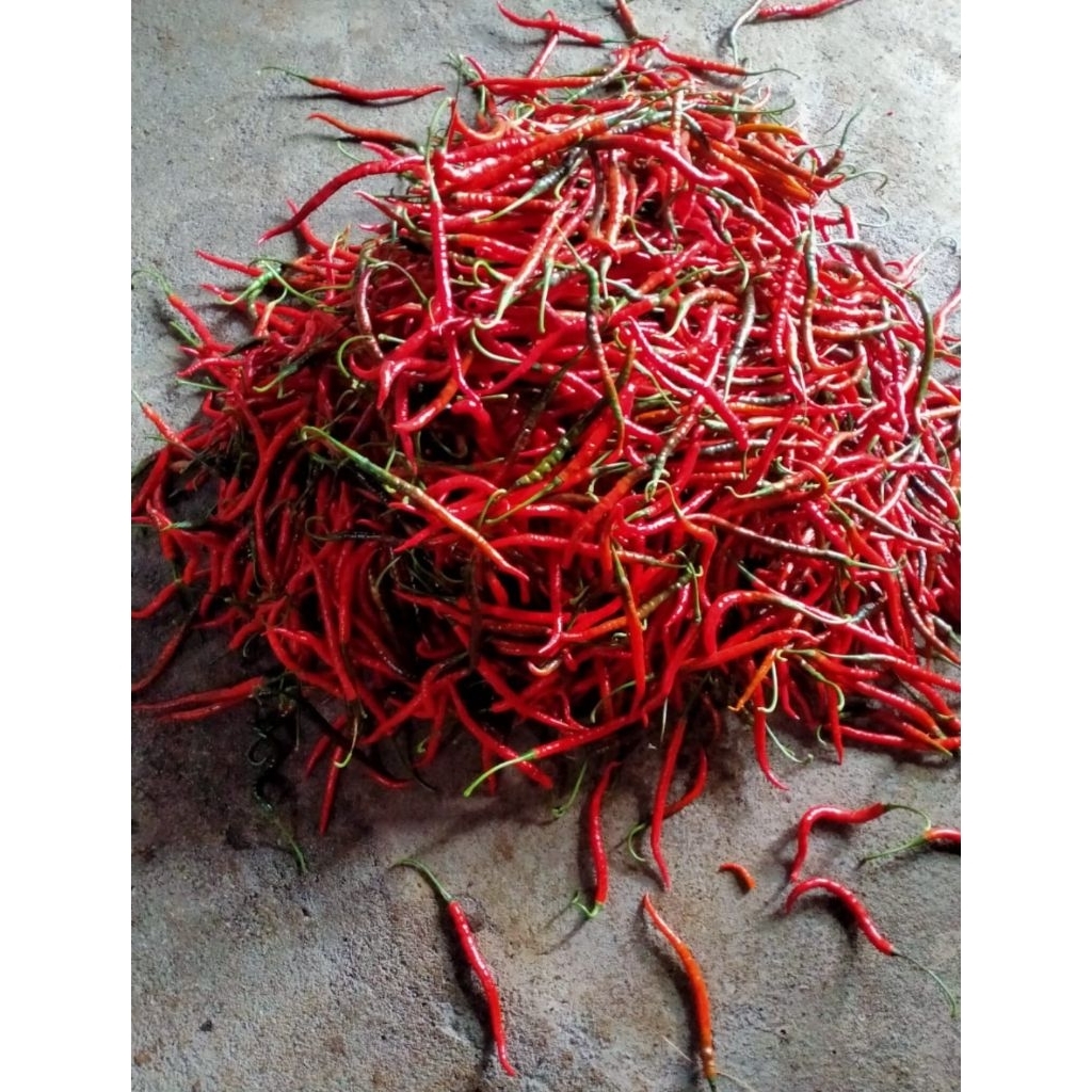 

cabai merah keriting segar 1kg