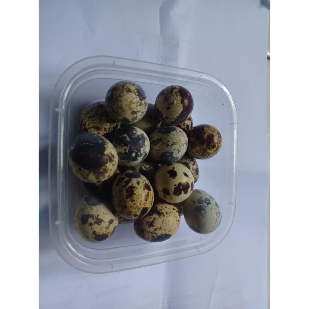 

TELURPUYUHPRESHPERBUTIR