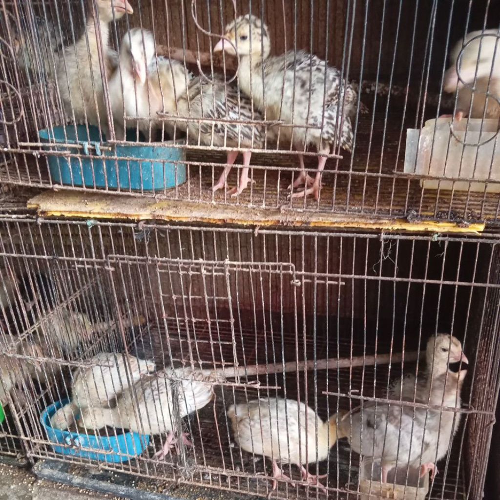 ayam kalkun umur 1/2.bulan
