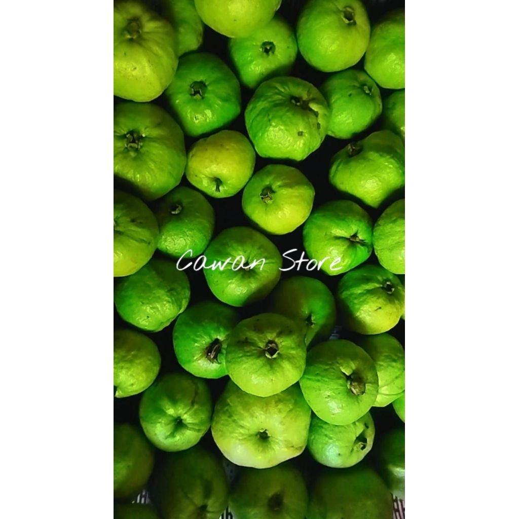 

Jambu Kristal Fresh 1kg isi 4-6 Buah