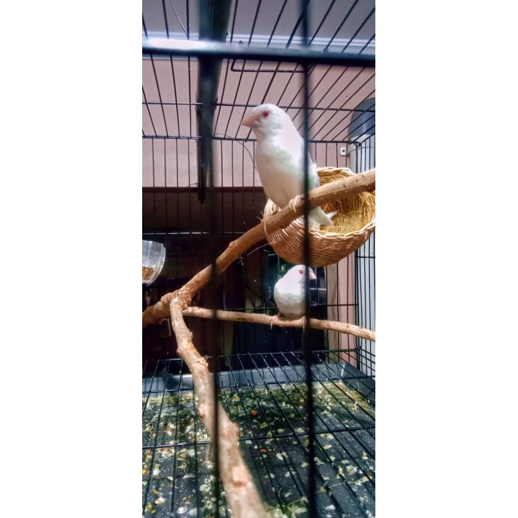 Burung Emprit Jepang, Emje Mata Merah Sepasang