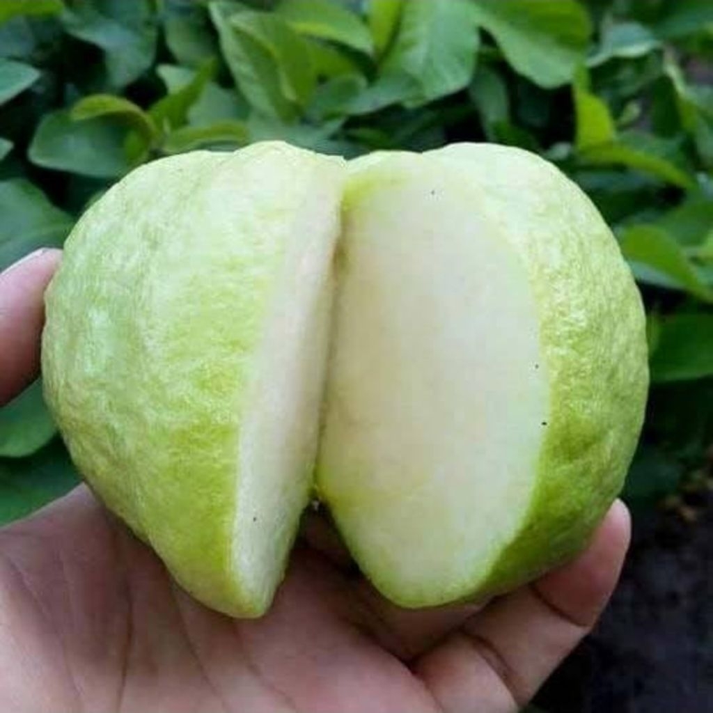 

Jambu Kristal Super 1Kg - Non Biji Segar Petani Langsung