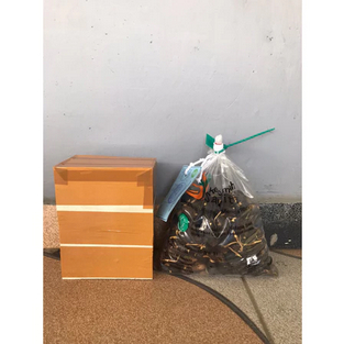 bibit kecambah kelapa sawit ppks