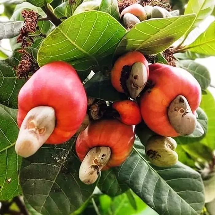 Bibit Jambu Mete / Bibit Jambu Mete Murah