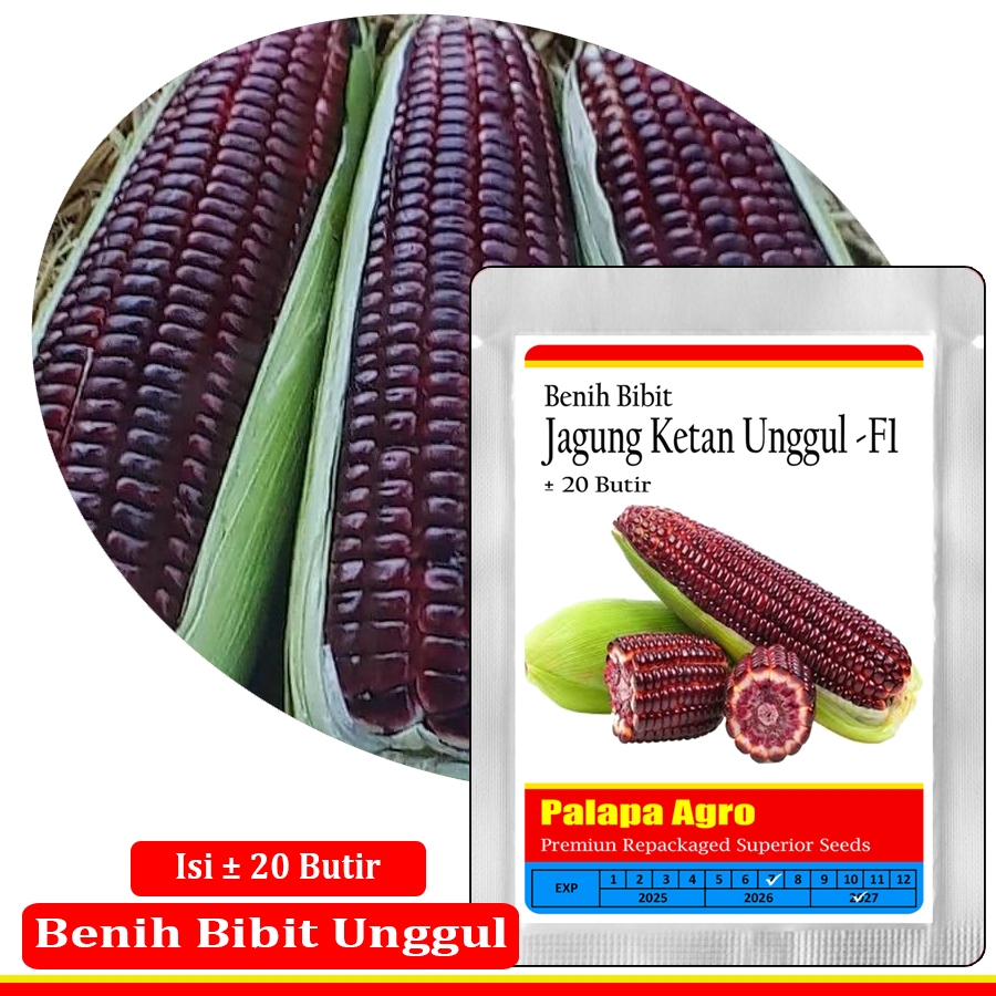Jagung Ungu - Benih Bibit Jagung Ketan Pulut Ungu F1 Isi ±20 Butir