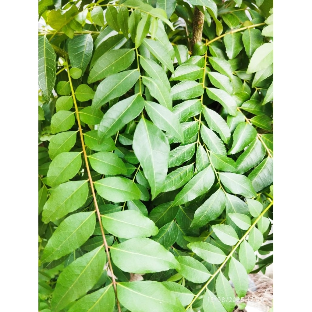 

Daun Kari Segar ( Temurui Aceh ) 100 Gram Daun Pewangi Masakan