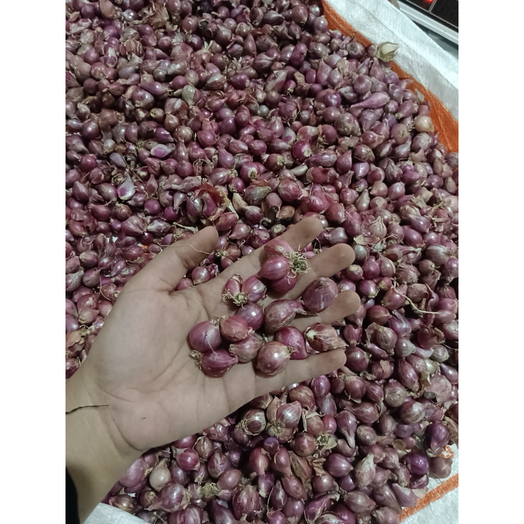 

PROMO BAWANG MERAH NGANJUK SEDANG MIX KECIL