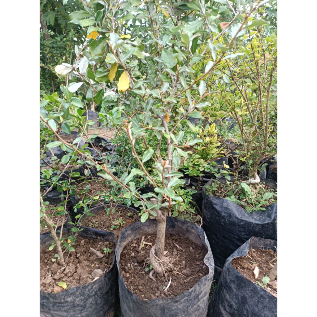 Bahan Bonsai Kiperak Silver Berry Random