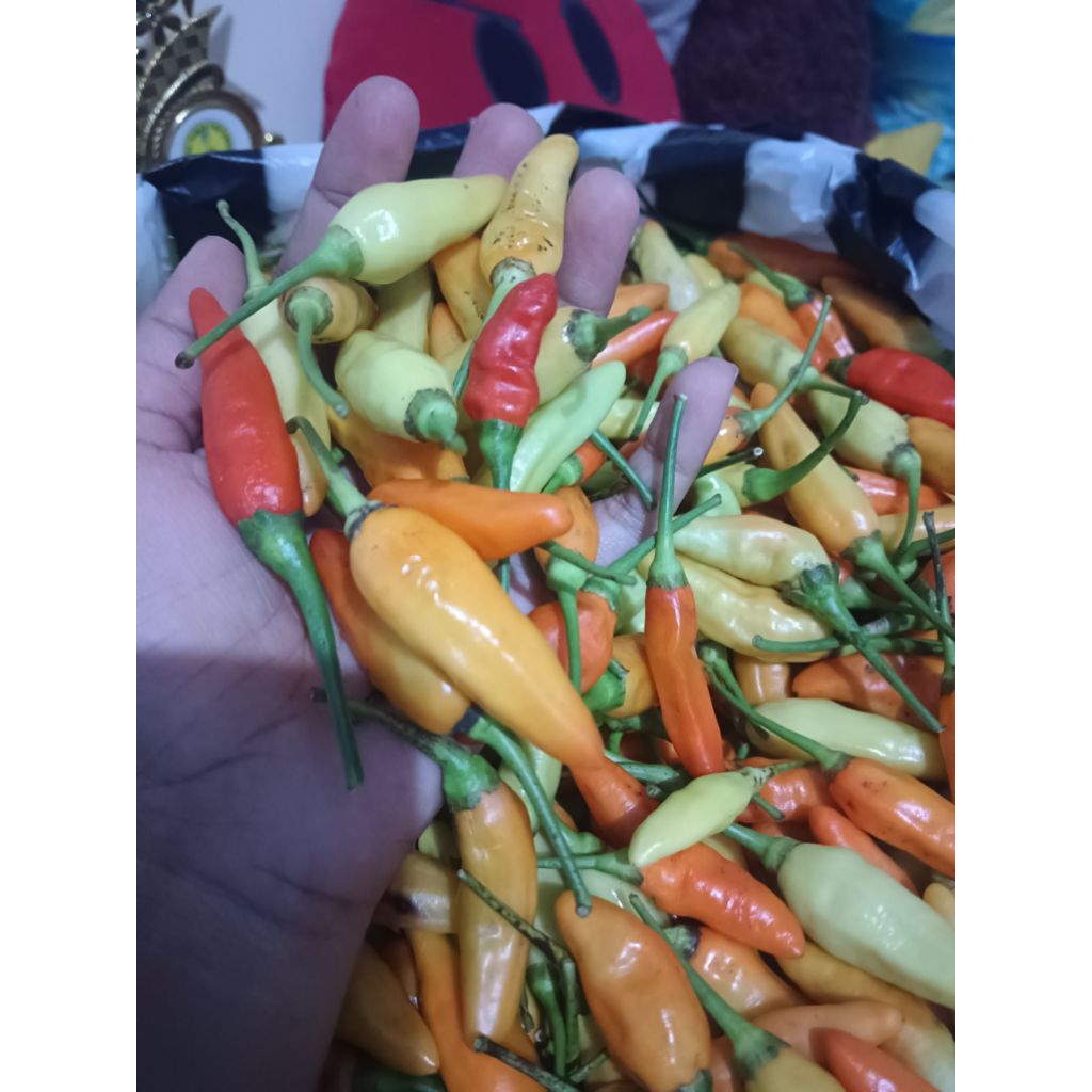 

CABAI ORI FRESH FROM PETANI