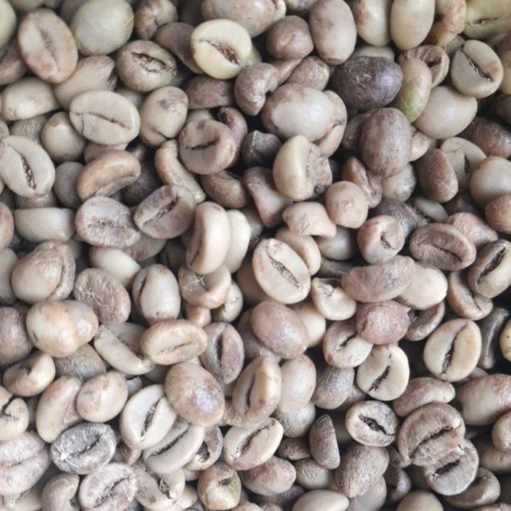 

Biji Kopi Robusta Asalan 1 kg