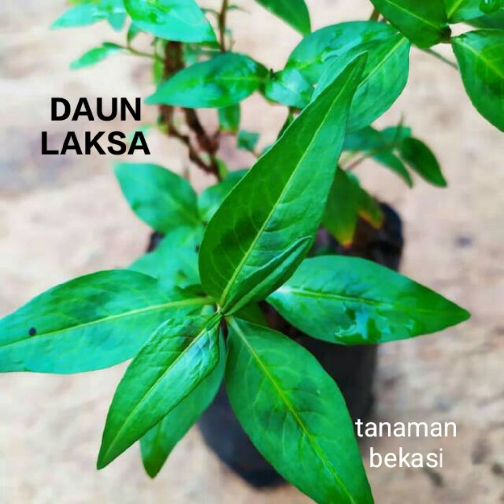 TANAMAN MINT VIETNAM//DAUN LAKSA