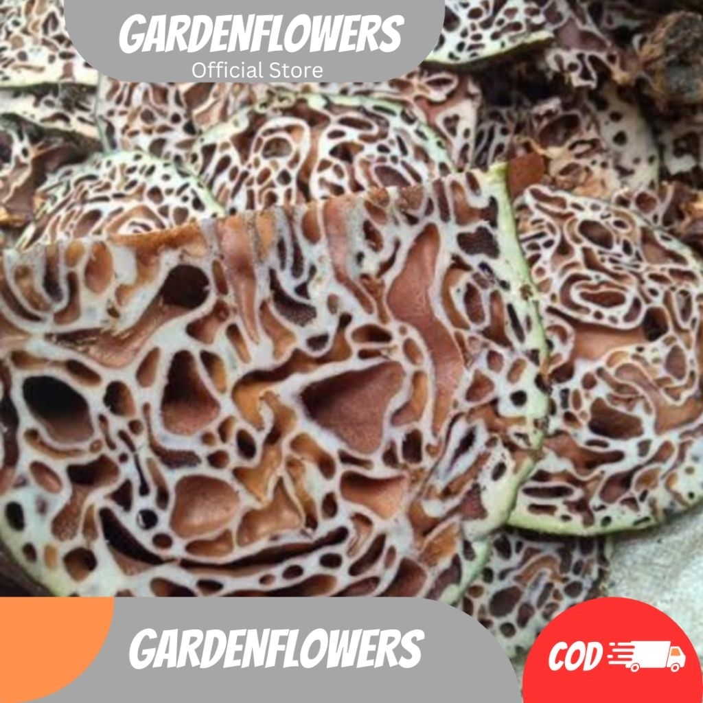 

SARANG SEMUT MERAH PAPUA ASLI SEMUA MANFAAT FRESH