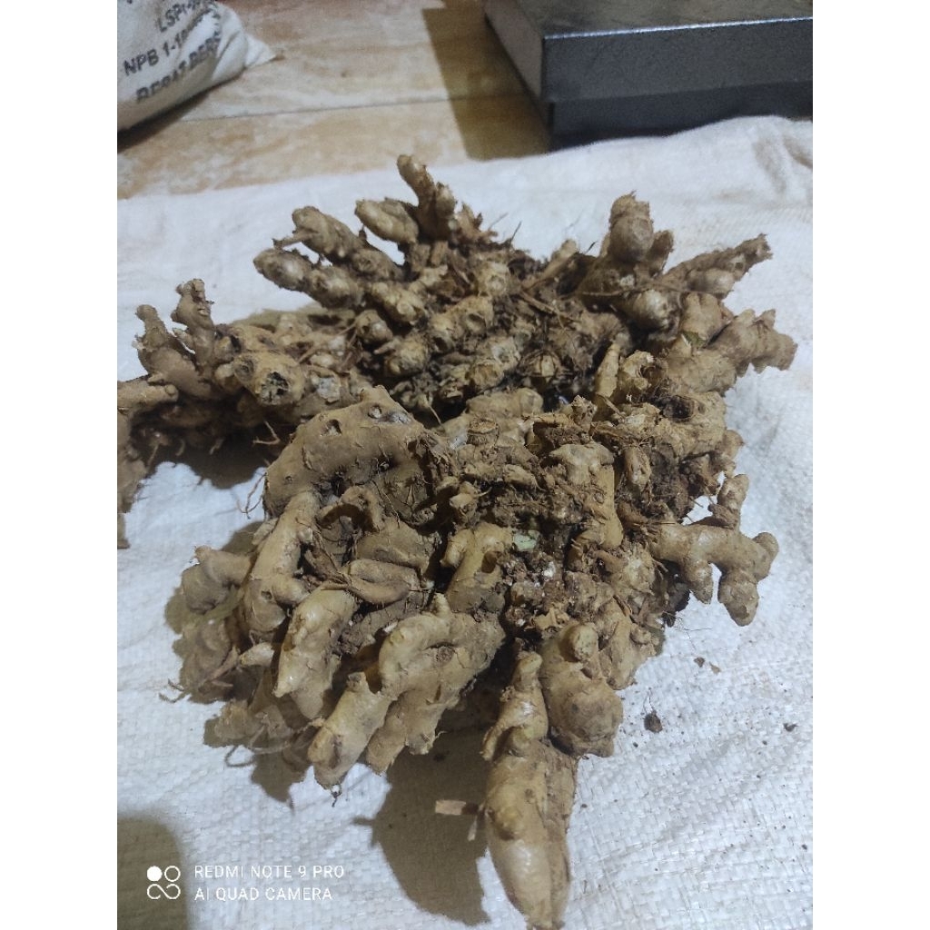 

jahe Emprit Super 1kg