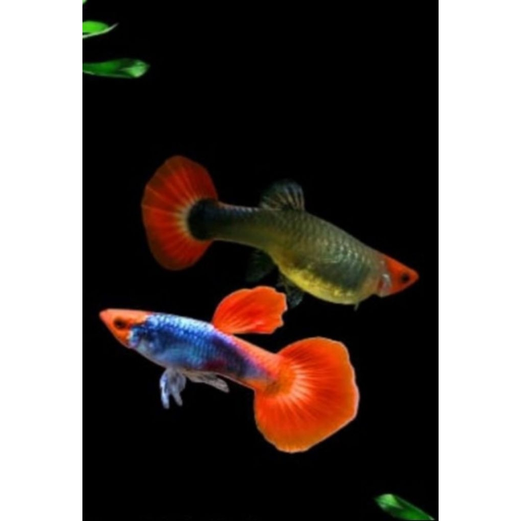 hiasan aquarium guppy prt koi
