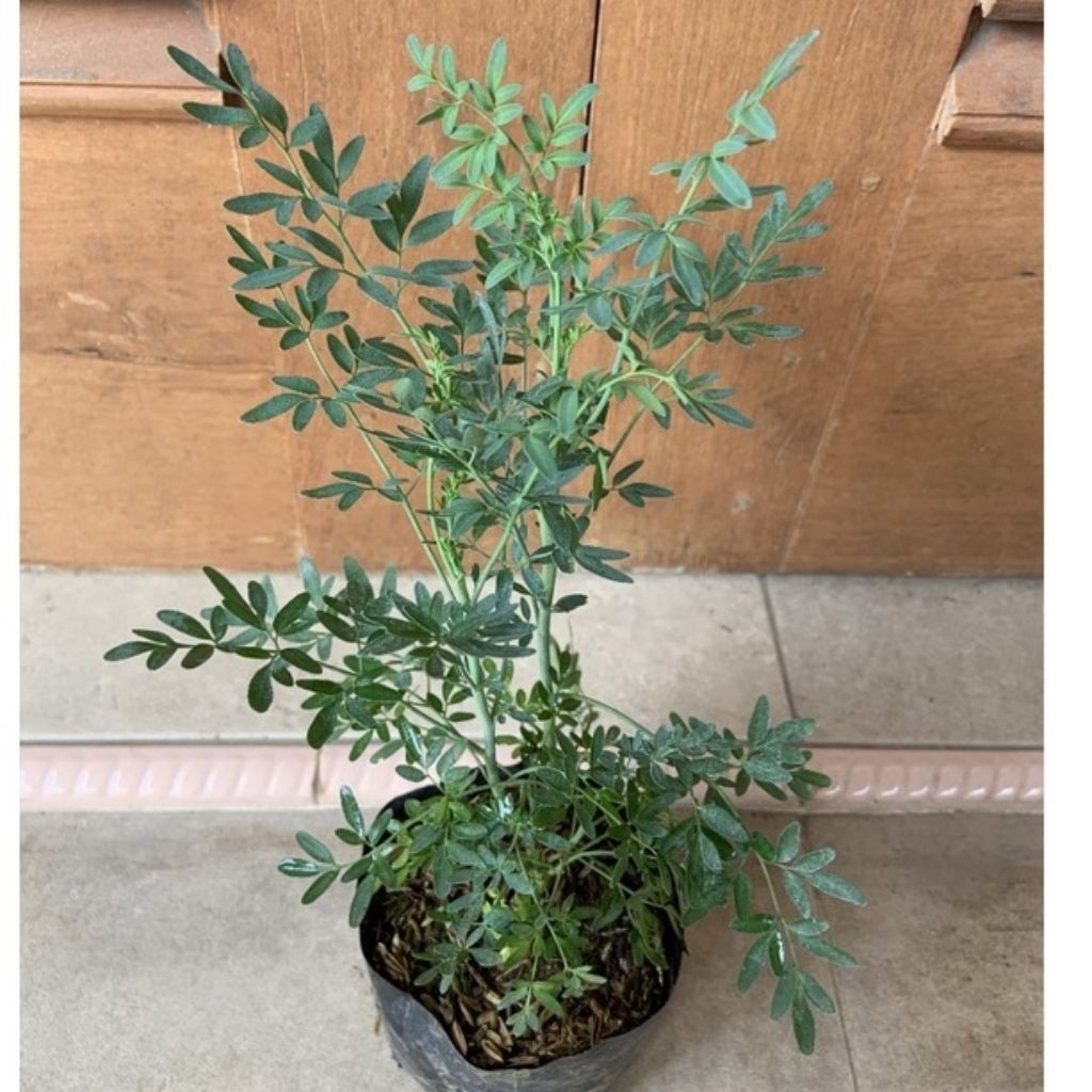 daun inggu tanaman herbal