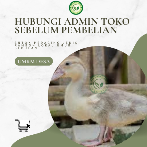 Murah Anakan Entok Pedaging Rambon Lokal