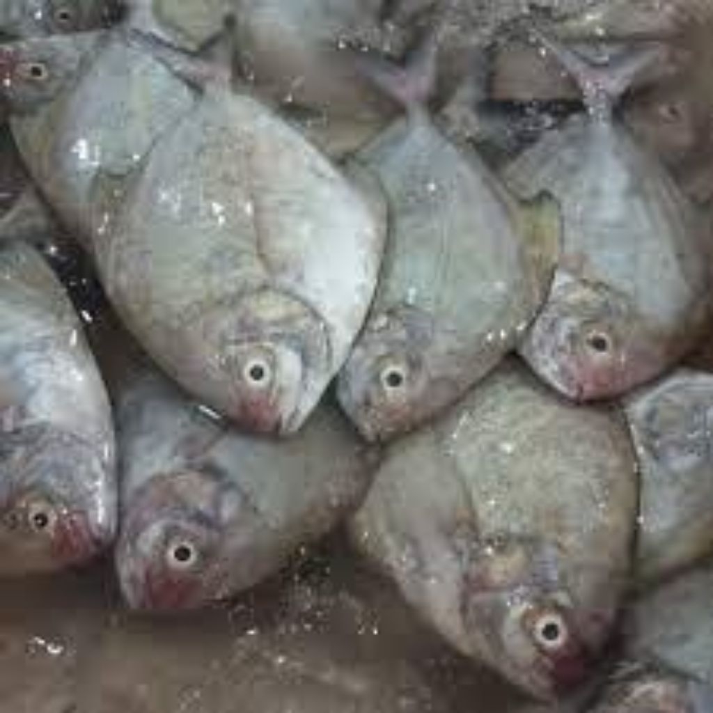 Ikan bawal hitam / Laut fresh