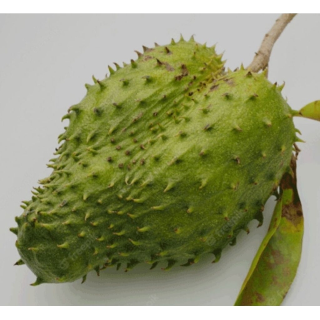 

sirsak / Nangko belando