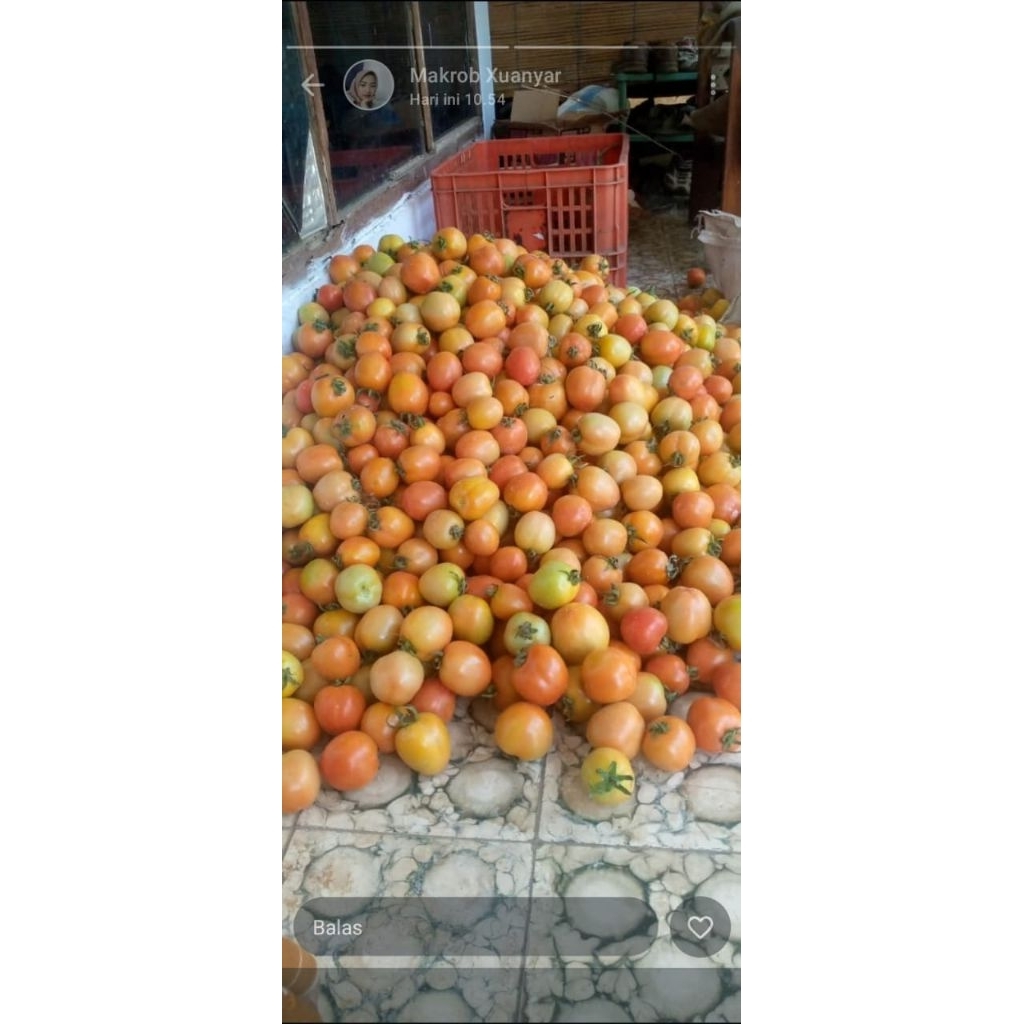 

Tomat fresh dari petani langsung