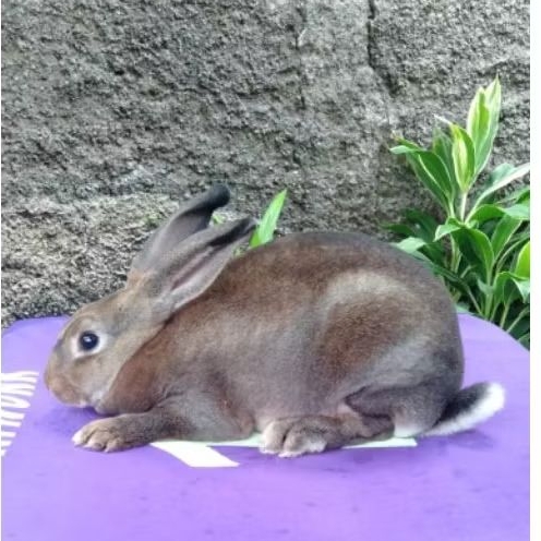Kelinci hias Rex bulu karpet betina dewasa siap kawin (2).