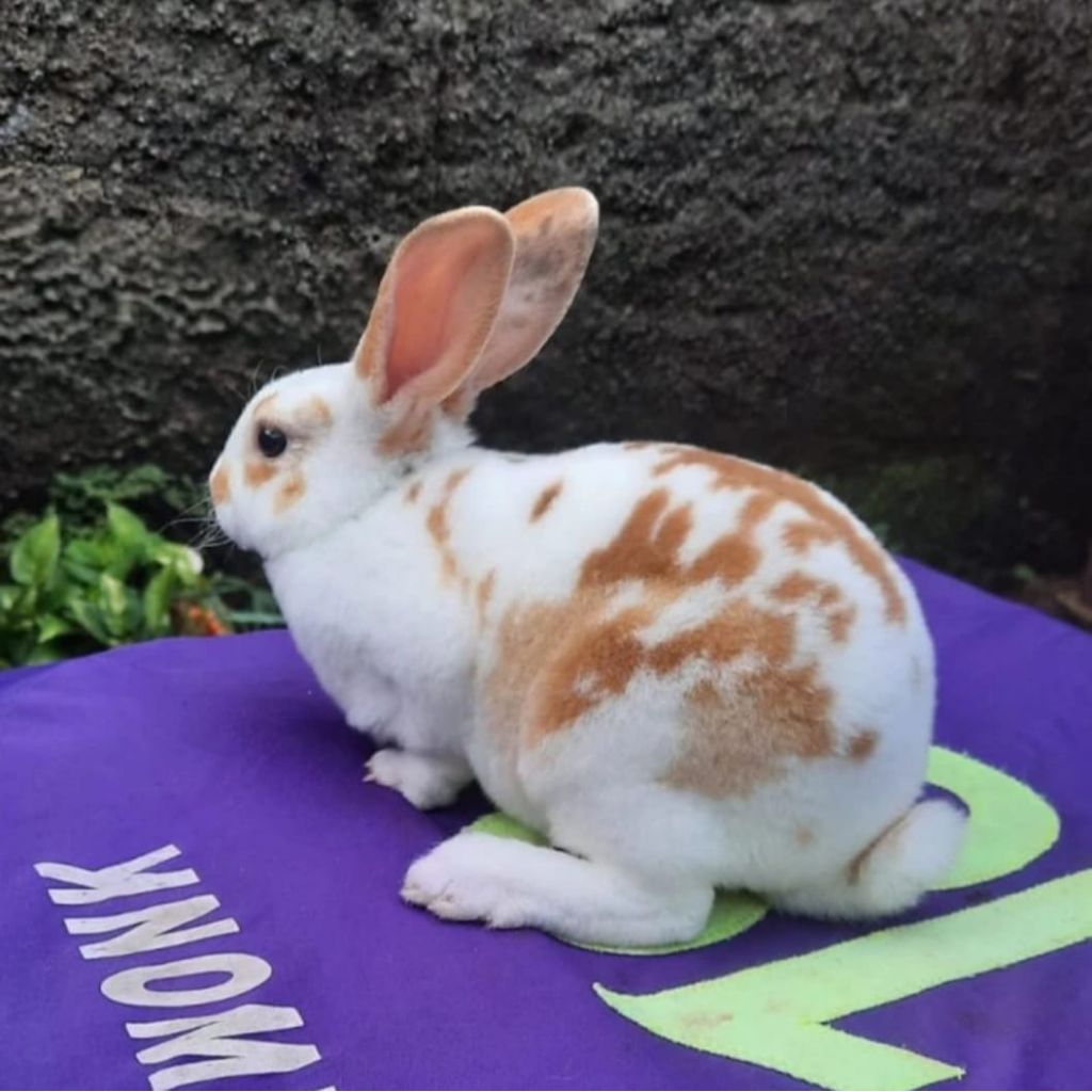 Kelinci hias Rex bulu karpet anakan betina (1).
