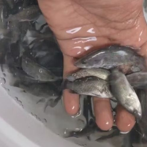 

Kakap putih 7.8 (satuan)cm