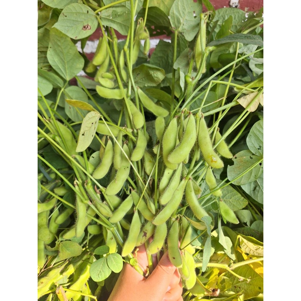 

EDAMAMAE FRESH asli PETANI MILENIAL NGAWI