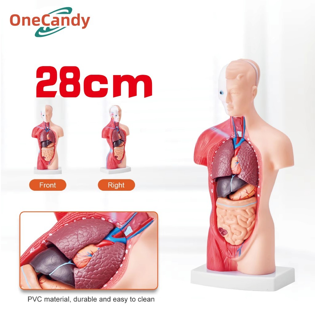 

28CM Torso Model Anatomi Tubuh Manusia Laki-Laki Dan Perempuan Setengah Badan Human Body Torso Alat Peraga Anatomi Tubuh Manusia Link Alat Peraga Biologi