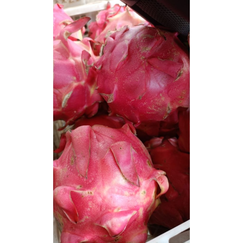 

Buah Naga 1 kilo lebih