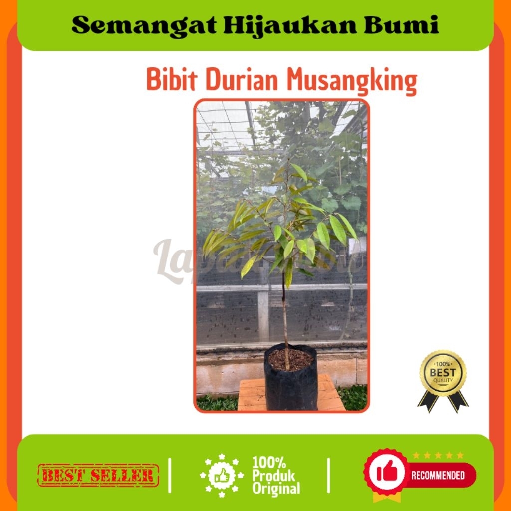 Bibit Durian Musang King
