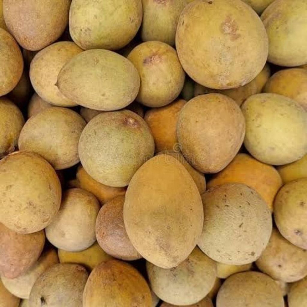 

Terbatas! Sawo Rp1.300/biji – Beli 5 Gratis 3 Buah Langsung dari Kebun