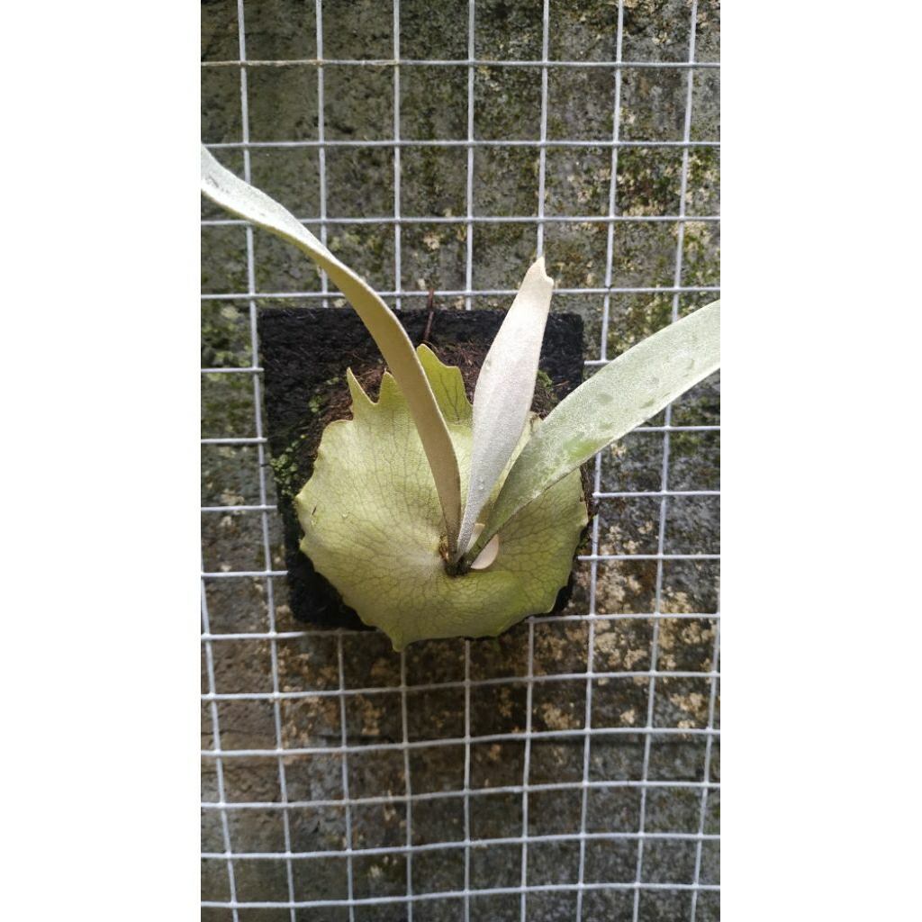 Platycerium Veitchii Silver Frond narrow Staghorn Fern Simbar Menjangan Tanduk Rusa