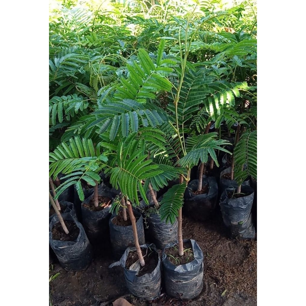 Bibit Petai Okulasi Hibrida Serrifikat Super