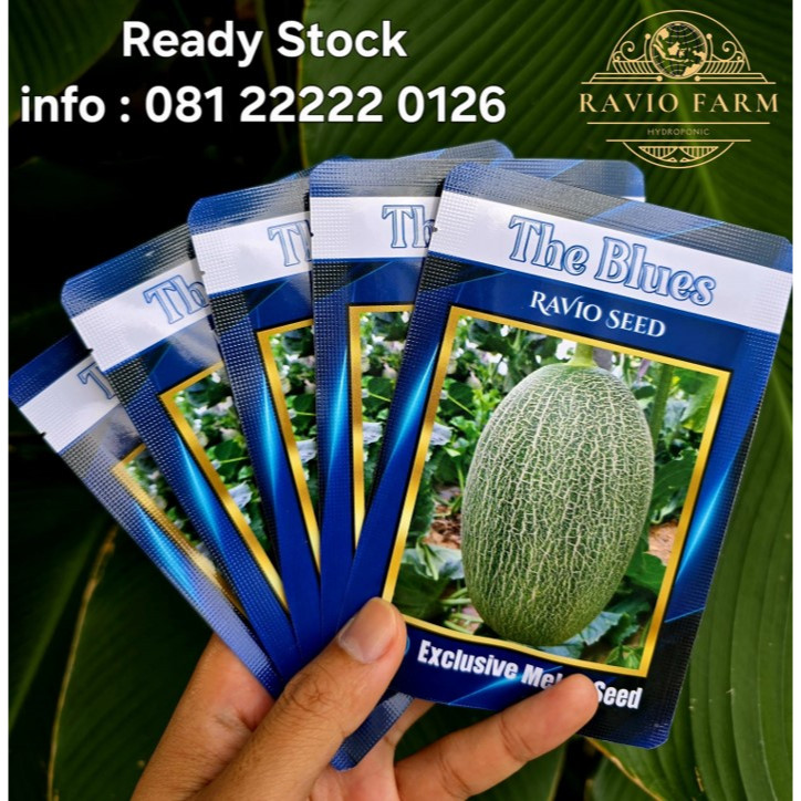 Benih The Blues - Hami Melon