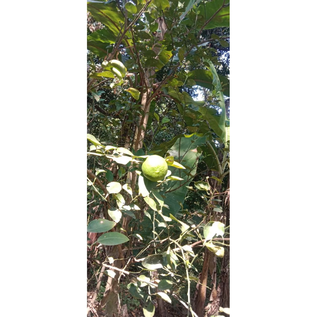 

JERUK NIPIS SEGAR PETIK POHON
