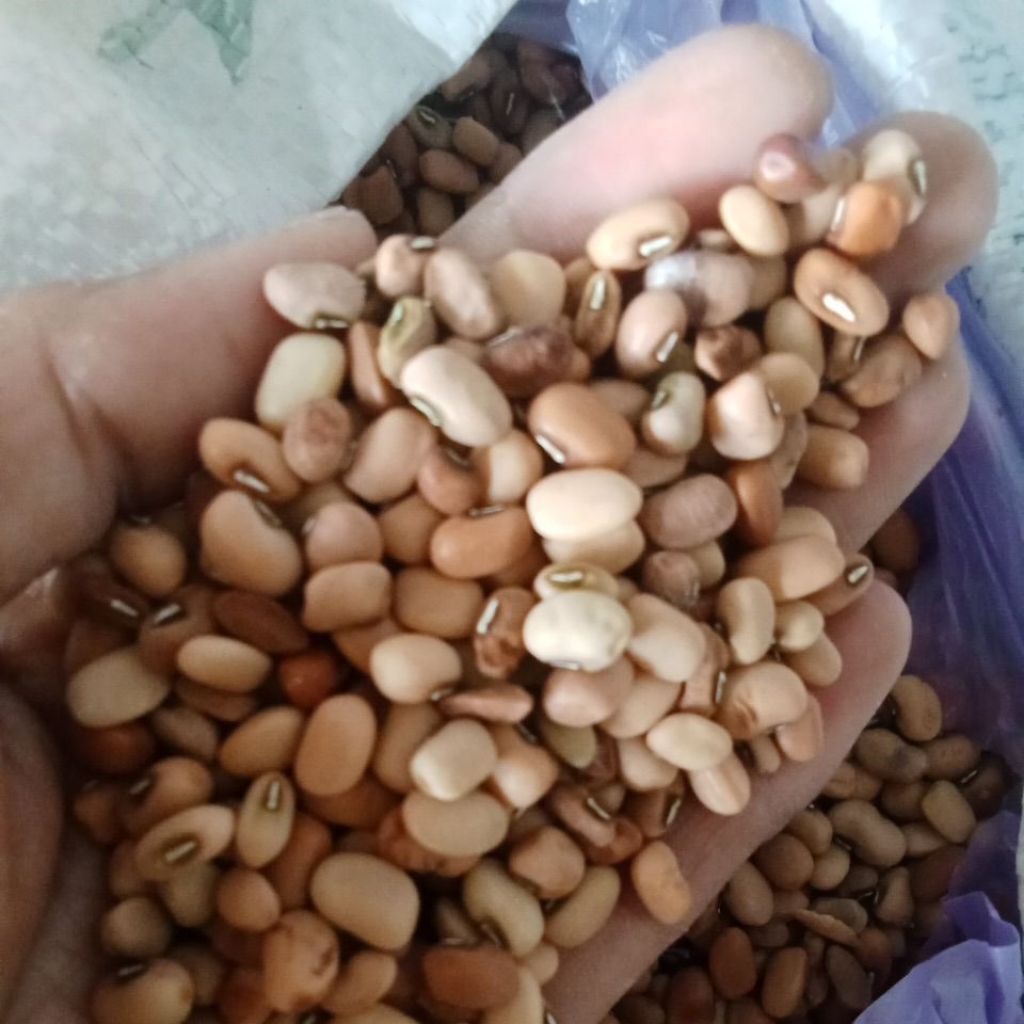 

kacang tolo /kacang Tunggak/kacang othok