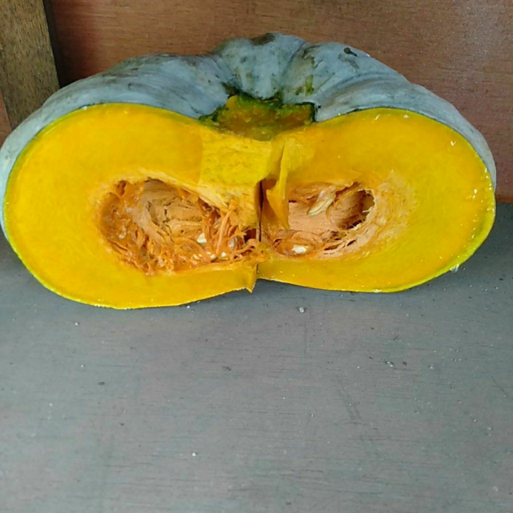 

Buah Waloh Waluh Kuning Labu segar