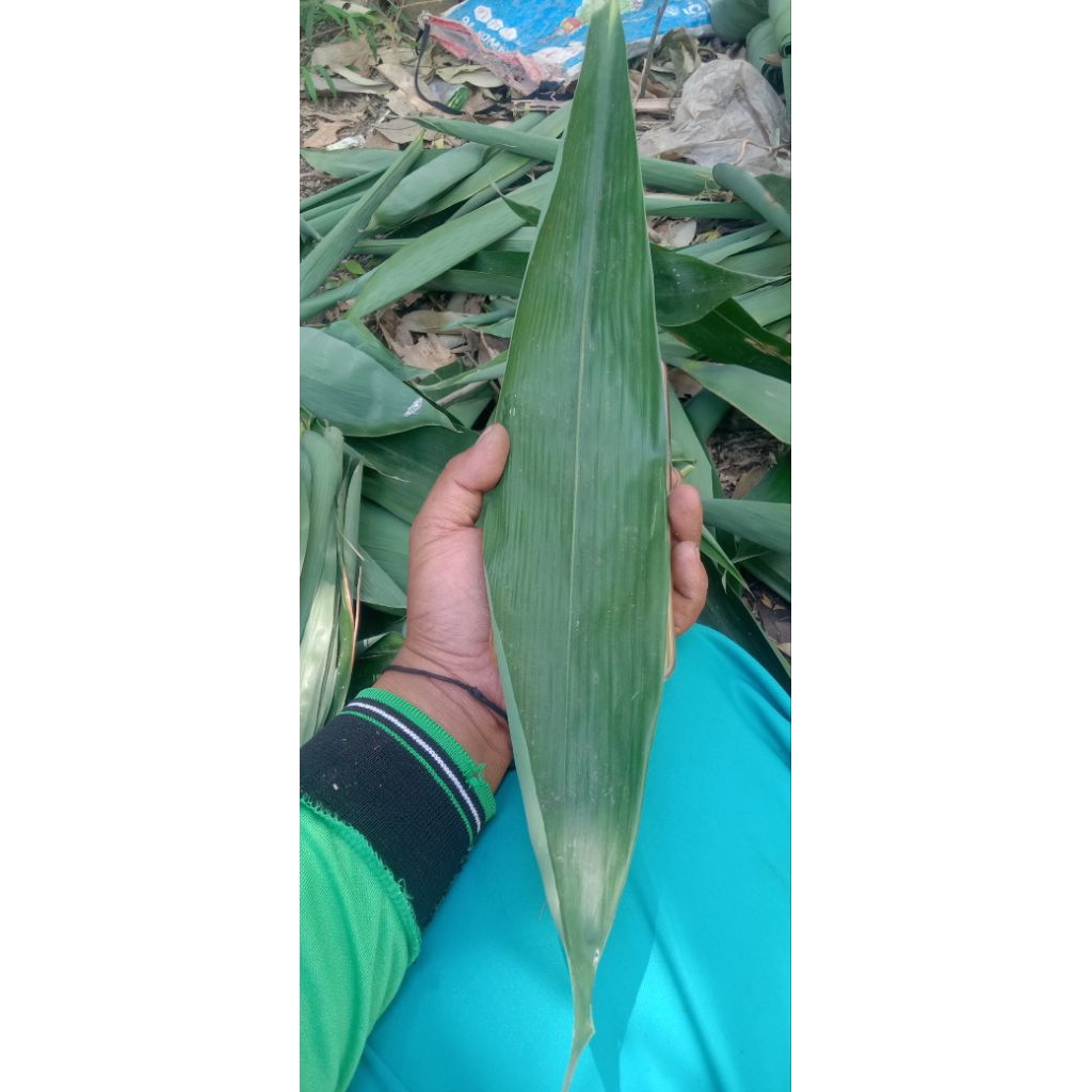 

DAUN KHUSUS KUECANG PLUS BONUS MELIMPAH