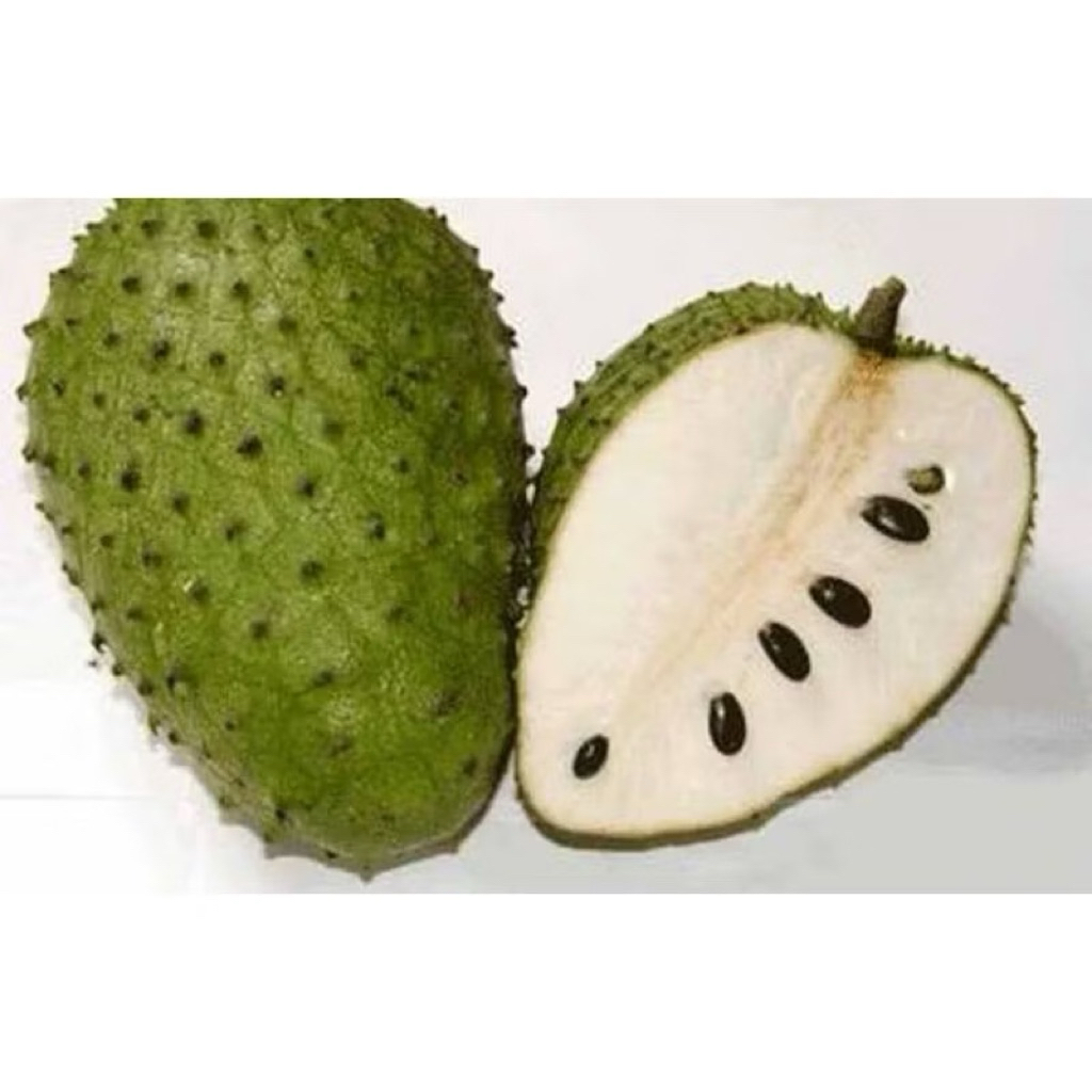 

Buah Sirsak Super Jumbo Manis Fresh 1,2kg